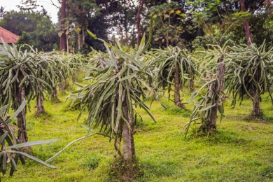 With 400 dragon fruit plants, farmer hopes to make a killing