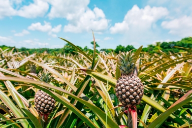 Pineapple board targets to grow plantations for the fruit in the country to 20,000ha