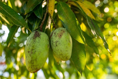 US firm tapped to wipe out pests in PH mango farms