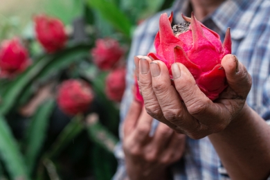 Digitalization finds fertile soil in the eco-friendly dragon fruit farms of Binh Thuan