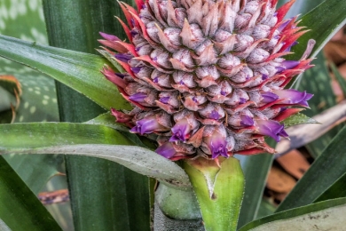 Models for predicting pineapple flowering and harvest dates