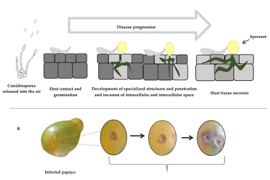 Anthracnose controlled by essential oils: Are nanoemulsion-based films and coatings a viable and efficient technology for tropical fruit preservation?