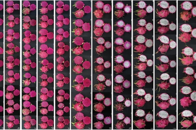 Quality analysis and evaluation of different batches of pitaya fruit (<span style="font-style:italic;">Hylocereus</span>) in South China