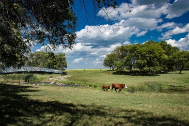 Cattle country: sustainable agriculture – exploring net zero, indigenous agriculture, biodiversity