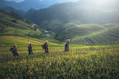 How climate-smart techniques are giving Thailand’s farms a boost