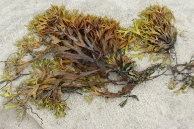 Why big names are backing seaweed-based biostimulants