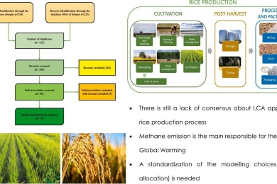 Rice cultivation and processing: Highlights from a life cycle thinking perspective