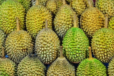 Durian (<span style="font-style:italic;">Durio zibenthinus</span>) waste: a promising resource for food and diverse applications—a comprehensive review