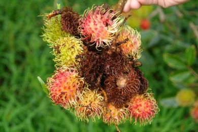 New records of fungi on <span style="font-style:italic;">Nephelium lappaceum</span> (Rambutan) from northern Thailand