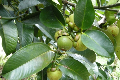 Reduction of the mangosteen tree (<span style="font-style:italic;">Garcinia mangostana</span> L.) production cycle: effect of soil type and fertilisers