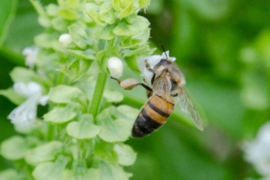 Key tropical crops at risk from pollinator loss due to climate change and land use