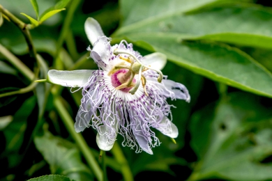 Challenges in breeding and selecting <span style="font-style:italic;">Passiflora edulis </span> f. <span style="font-style:italic;">flavicarpa</span>× <span style="font-style:italic;">P. incarnata</span> hybrids