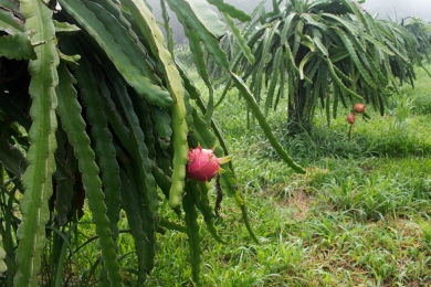 ‘Carbon footprint’ tracking for Vietnamese dragon fruits applied for first time