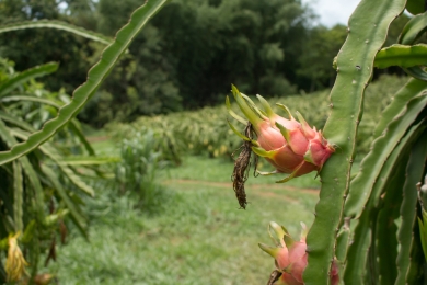 COMMENT: Dragon fruit can be our sweet success story