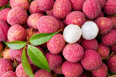 The cultivation of lychee fruit is changing the country of Vietnam