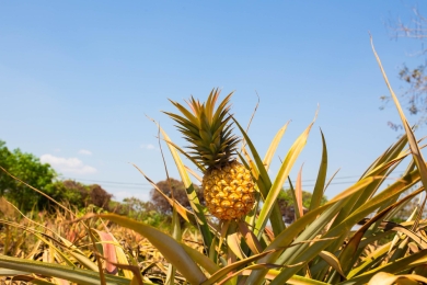 Transforming Suriname’s pineapple industry: UN-led initiative targets sustainable growth