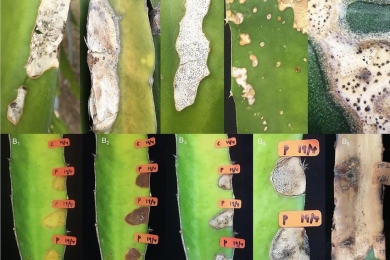 First report of stem gray blight on <span style="font-style:italic;">Hylocereus megalanthus</span> and <span style="font-style:italic;">Hylocereus polyrhizus</span> caused by <span style="font-style:italic;">Diaporthe arecae</span> in Brazil