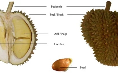 Durian (<span style="font-style:italic;">Durio zibethinus</span> L.): Nutritional composition, pharmacological implications, value-added products, and omics-based investigations