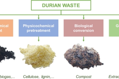 Conversion strategies for durian agroindustry waste: value-added products and emerging opportunities