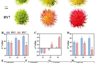 Comparative metabolomic and transcriptomic analysis reveals that variations in flavonoids determine the colors of different rambutan cultivars
