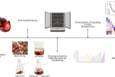 Enhancing mangosteen peel drying: Impact of ethanol pre-treatment, vacuum pulsing, and blanching on process efficiency and bioactive compound levels