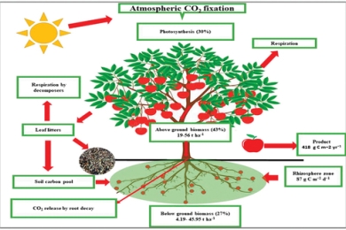 A review of the carbon sequestration potential of fruit trees and their implications for climate change mitigation: The case of Ethiopia
