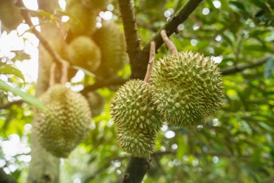 Durian worth 130 bn baht will be exported this year, most to China