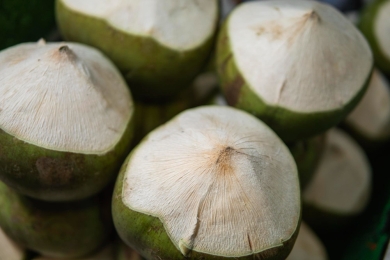 Coastal farmers urged to step-up coconut production