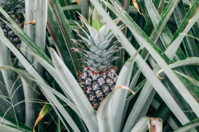 Pineapple demand surges; Prices hit record high due to poll campaigns and IPL season