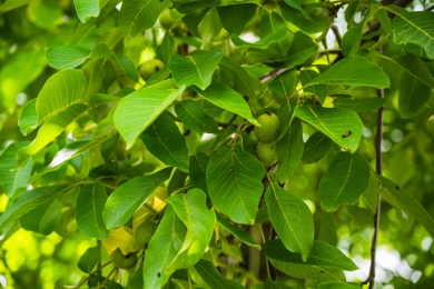 Litchi, mango pods withering for persistent drought