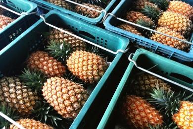 Fresh Taiwanese pineapple makes its way to New Zealand