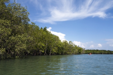 Mangrove forests, seagrass has high carbon sequestration potential, new methodology in review