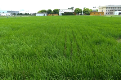 Tainan experimental rice farm reduces water use by 34% and electricity use by 1,111 kWh per hectare by paper film transplanting and alternate wetting and drying irrigation