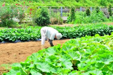 In highly urbanized Japan, city farmers are key to achieving organic goal