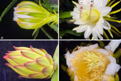 Exploring dragon fruit in india: from taxonomy to nutritional benefits and sustainable cultivation practices