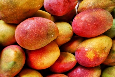 Increasing mango production efficiency under the fast-changing climate