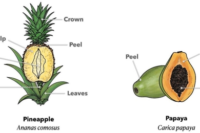 Valorization applications of pineapple and papaya byproducts in food industry
