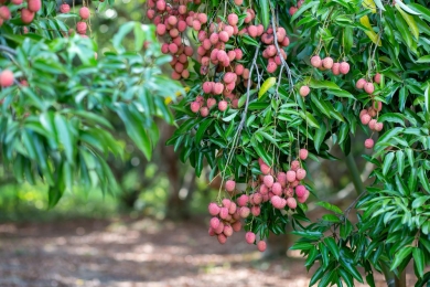 China’s robust demand drives up lychee prices in Vietnam