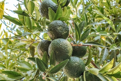 Disease affecting avocado growth impacts Florida farmers