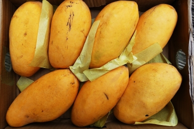 Thai mango exports more than double in first three months