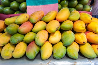 Need climate-resilient tech for mango farming