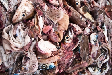 Nearly 15% of the seafood we produce each year is wasted. Here’s what needs to happen