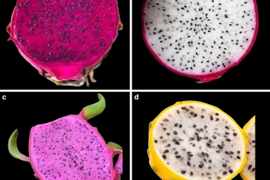 A review on the scope of adoption of underutilized climate smart dragon fruit (<span style="font-style:italic;"> Hylocereus</span>spp.) cultivation