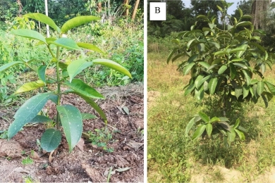 Reduction of the mangosteen tree (<span style="font-style:italic;"> Garcinia mangostana </span> L.) production cycle: effect of soil type and fertilisers