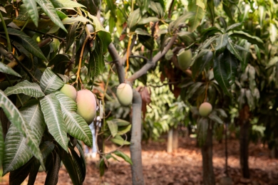 MINAGRI launches campaign to eradicate mango mealybugs