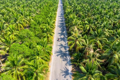 KIK targets 500,000 coconut seedlings this year