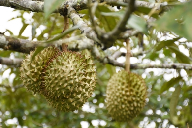 Saltwater intrusion threatens to wipe durian, rambutan off Vietnam's Mekong Delta