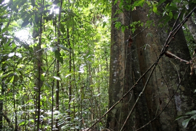 Indonesia revokes license of world’s largest forestry offsets project