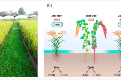 Utilization of Rhodopseudomonas palustris in crop rotation practice boosts rice productivity and soil nutrient dynamics