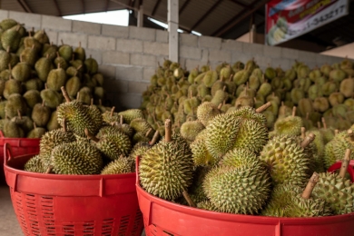 Malaysia expected to export fresh durian to China by October this year, says deputy minister